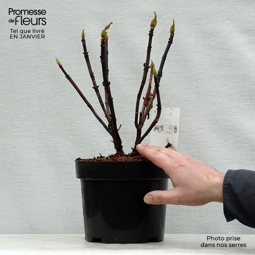 Amostra de Hortensia - Hydrangea macrophylla Leuchtfeuer Vaso de 2 L/3 L tal como entregue no inverno