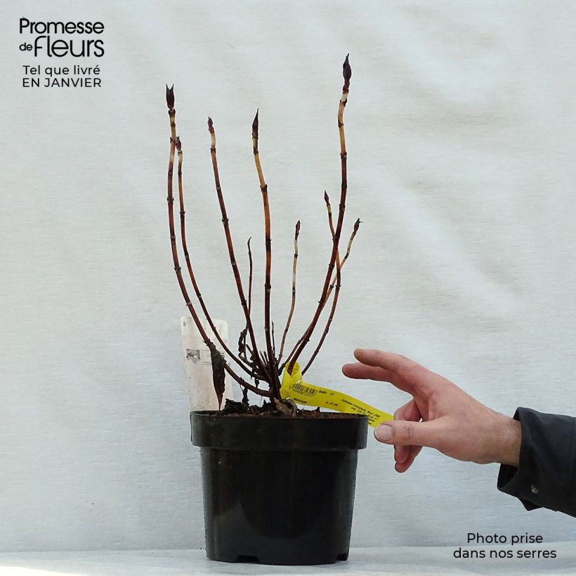 Amostra de Hortensia - Hydrangea macrophylla Mirai Vaso de 3 L/4 L tal como entregue no inverno