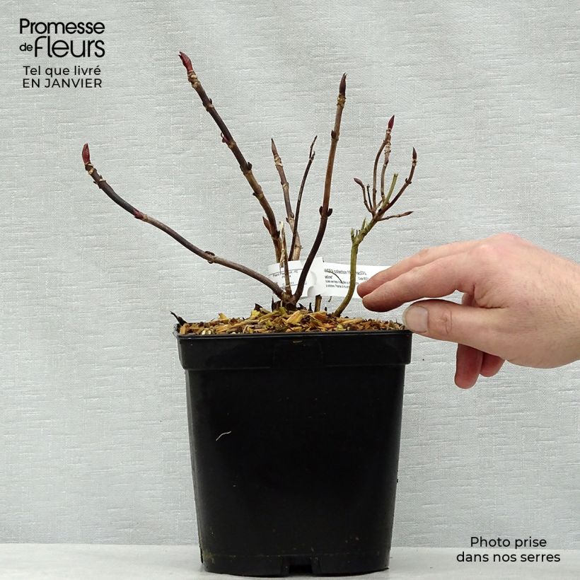 Amostra de Hortensia - Hydrangea macrophylla Mousseline Vaso de 2 L/3 L tal como entregue no inverno