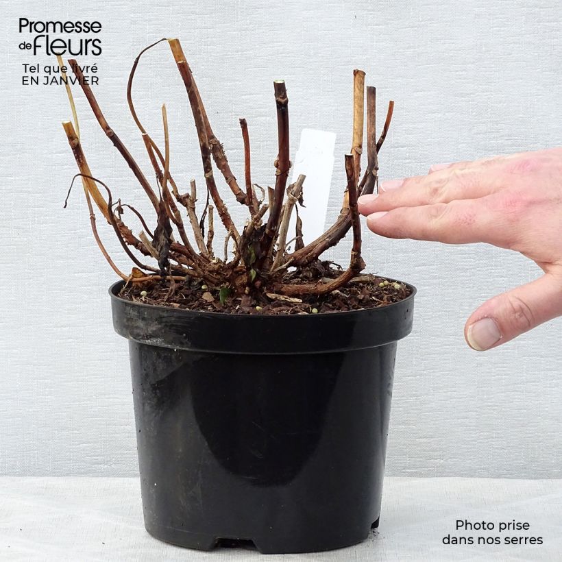 Amostra de Hortensia - Hydrangea macrophylla Princess Diana Vaso de 3 L/4 L tal como entregue no inverno