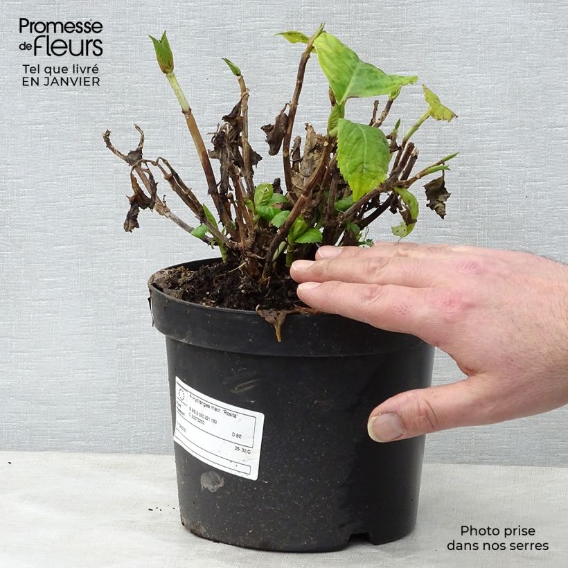 Amostra de Hortênsia macrophylla Rosita Vaso de 2 L/3 L tal como entregue no inverno