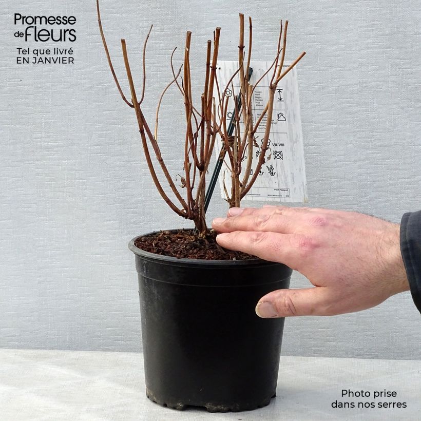 Amostra de Hortênsia macrophylla Schneeball Vaso de 2 L/3 L tal como entregue no inverno