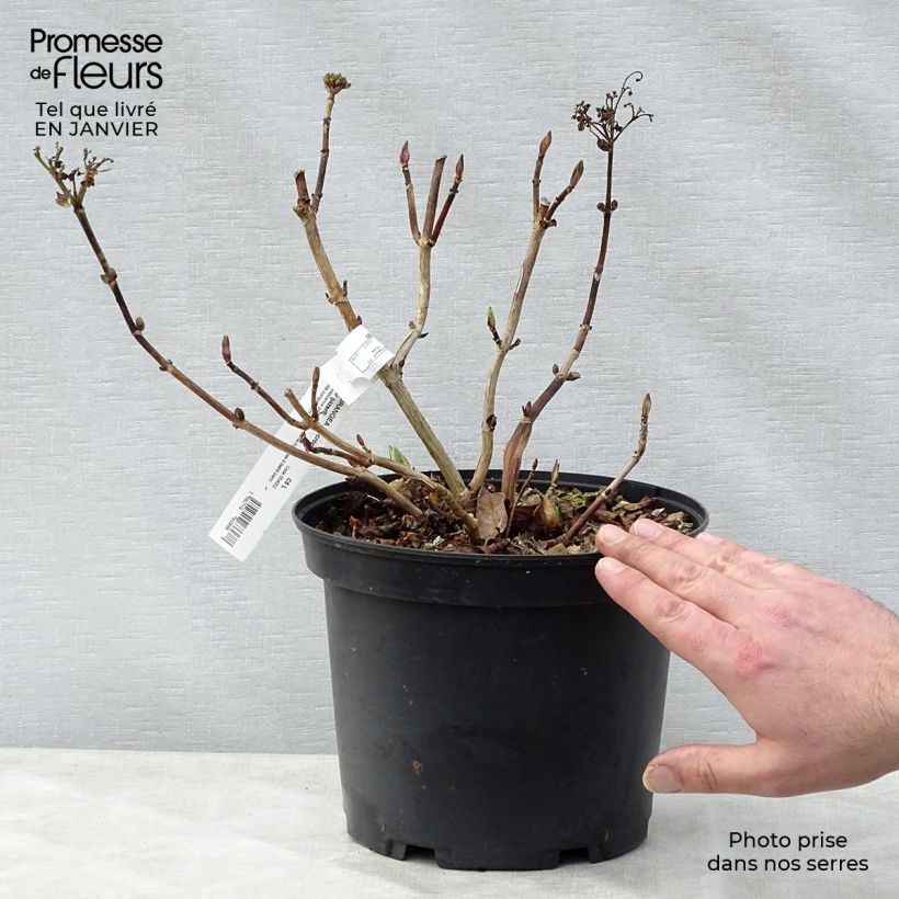 Amostra de Hortensia - Hydrangea macrophylla Stargazer Vaso de 4 L/5 L tal como entregue no inverno