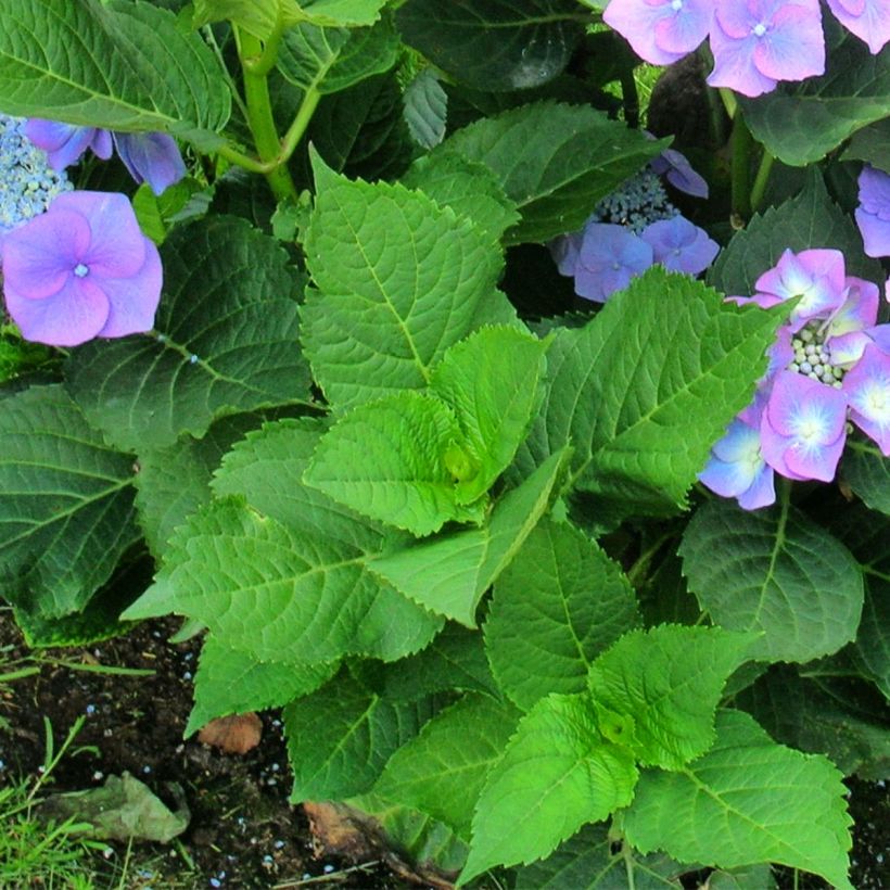 Hortênsia macrophylla Teller Azul (Folhagem)