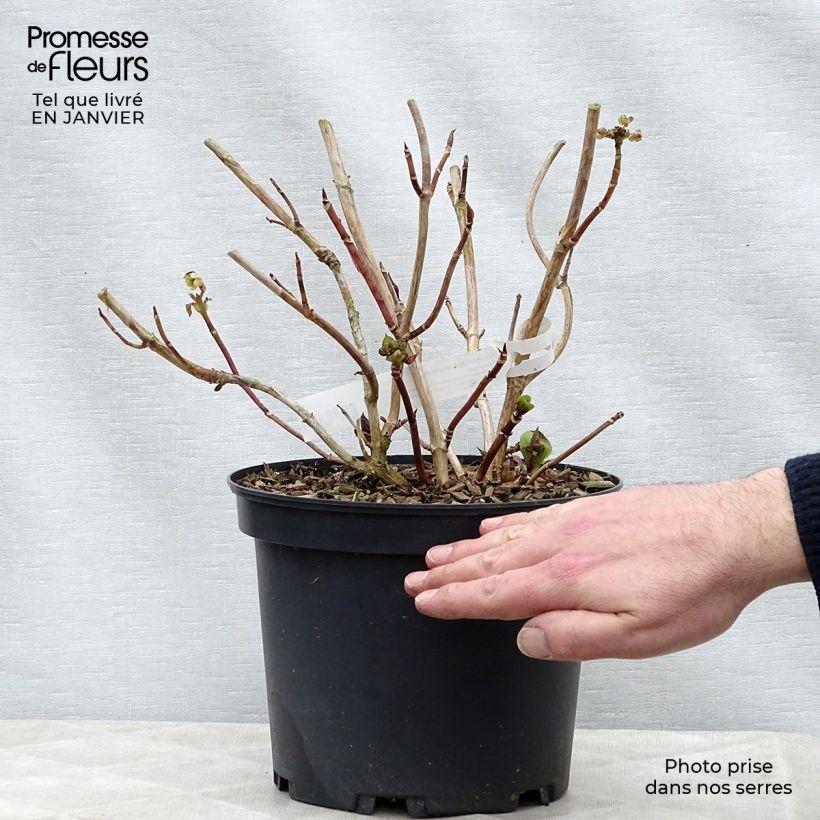 Amostra de Hortensia - Hydrangea macrophylla Tinkerbell Vaso de 1,5 L/2 L tal como entregue no inverno