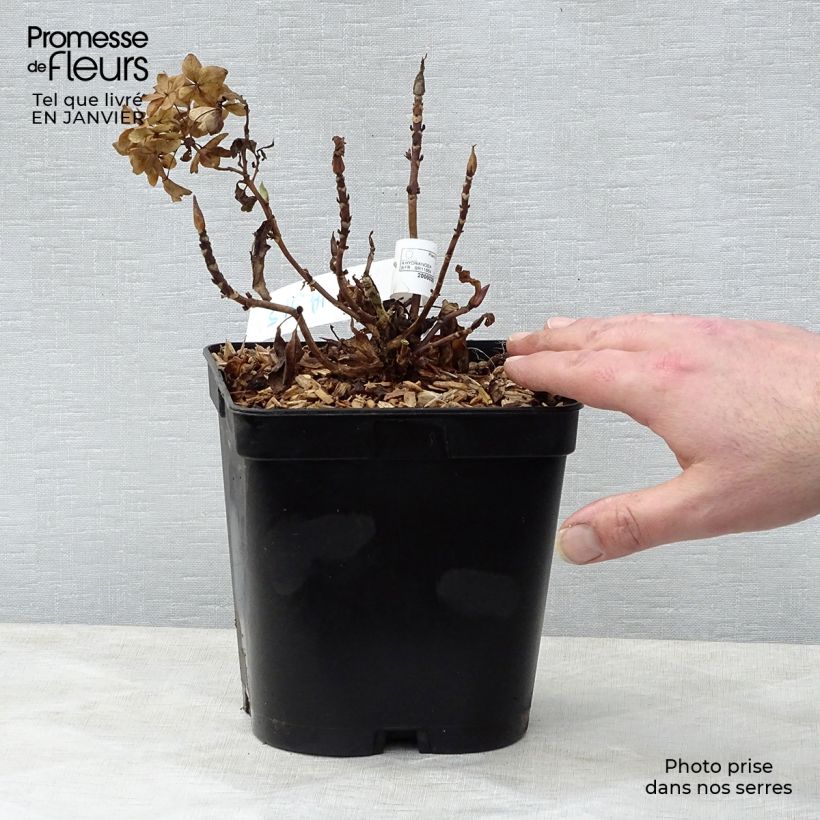 Amostra de Hortensia - Hydrangea macrophylla Tovelit Vaso de 2 L/3 L tal como entregue no inverno