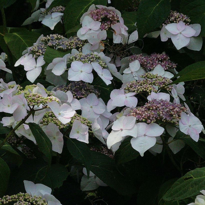 Hortênsia macrophylla Veitchii (Floração)
