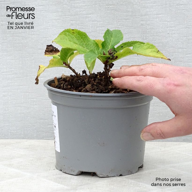 Amostra de Hortênsia macrophylla Wedding Gown Vaso de 1,5 L/2 L tal como entregue no inverno