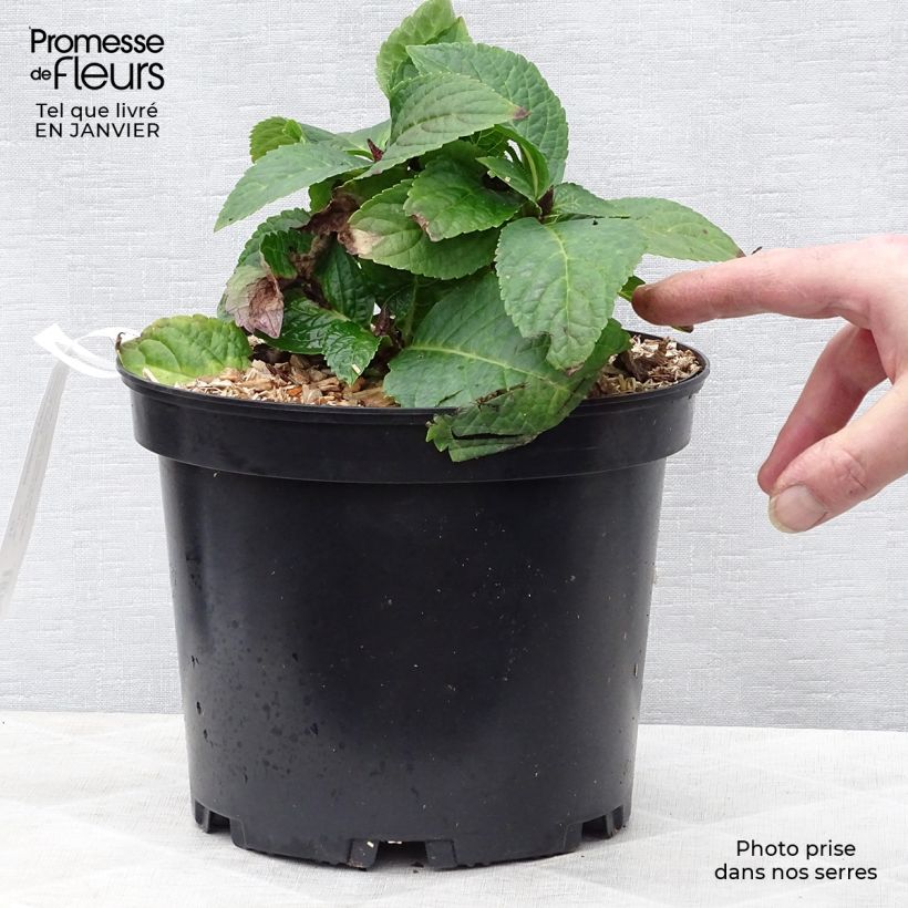 Amostra de Hortênsia macrophylla Wedding Gown Vaso de 4 L/5 L tal como entregue no inverno