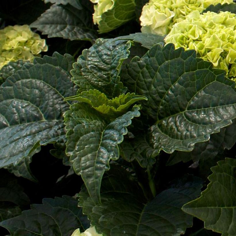 Hortênsia macrophylla Wudu (Folhagem)