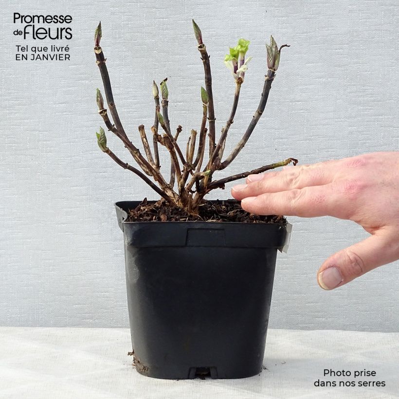 Amostra de Hortênsia macrophylla Zorro Azul Vaso de 2 L/3 L tal como entregue no inverno