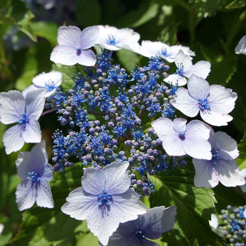 Hortênsia macrophylla Blue Wave - Hydrangea macrophylla (Floração)