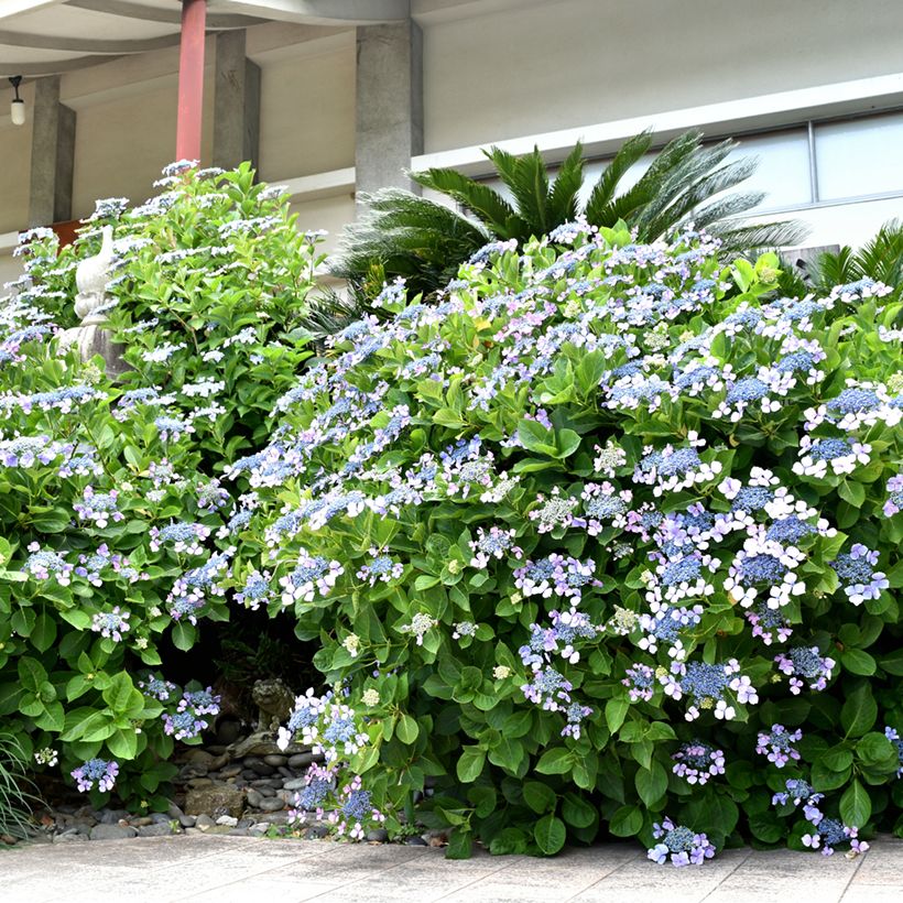 Hortênsia macrophylla Blue Wave - Hydrangea macrophylla (Hábito)