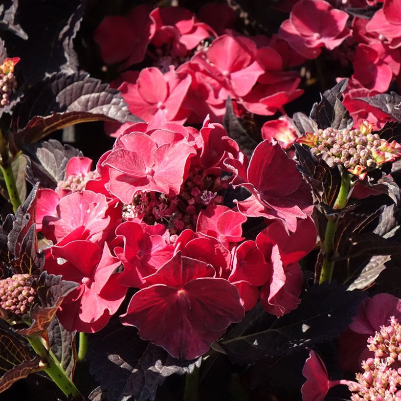 Hortênsia macrophylla After Midnight (Floração)