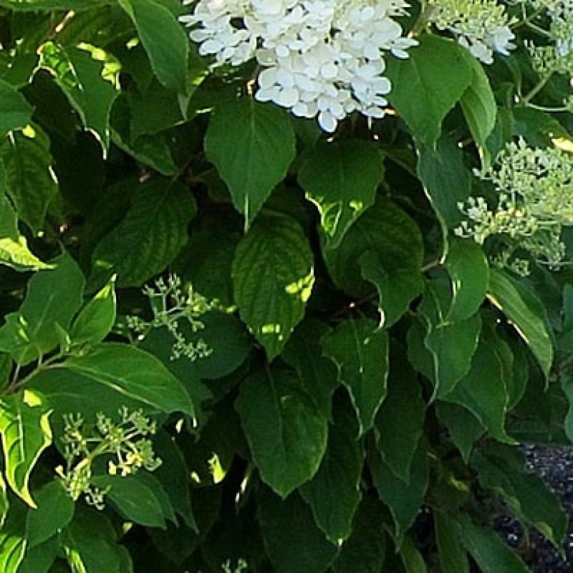 Hortênsia paniculata Bombshell (Folhagem)