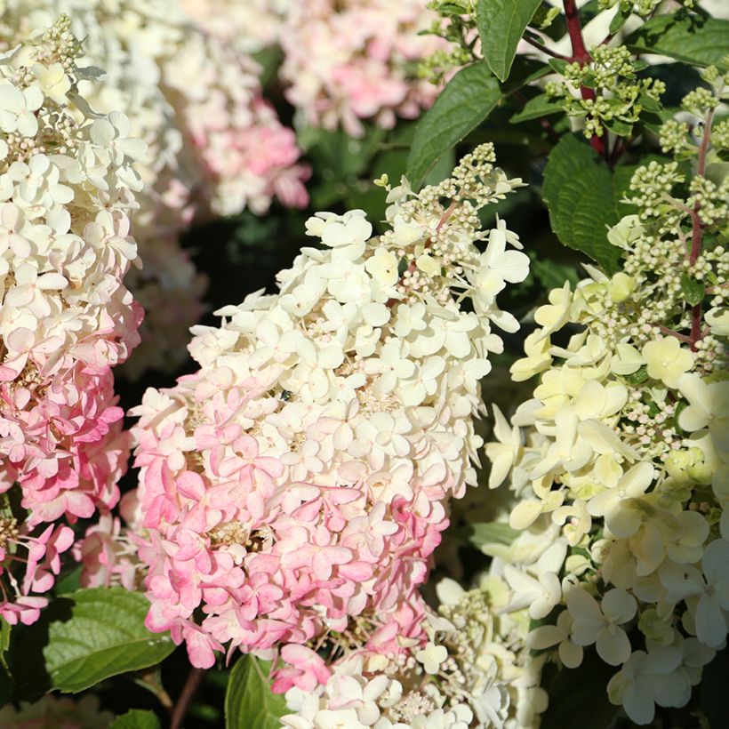 Hortênsia paniculata Candlelight (Floração)