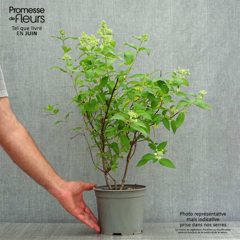 Amostra de Hortênsia paniculata Confetti Vaso de 2 L/3 L tal como entregue no verão