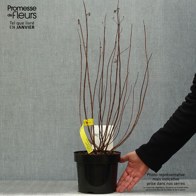 Amostra de Hydrangea paniculata Confetti - Hortensia paniculé Vaso de 2 L/3 L tal como entregue no inverno