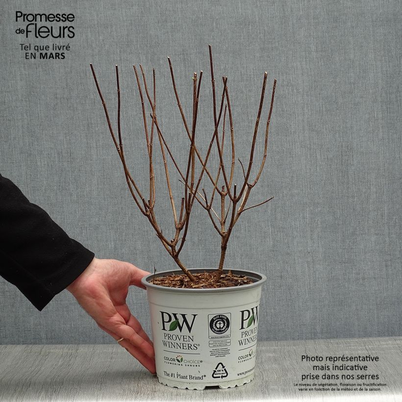 Amostra de Hortênsia paniculata Confetti Vaso de 2 L/3 L tal como entregue na primavera