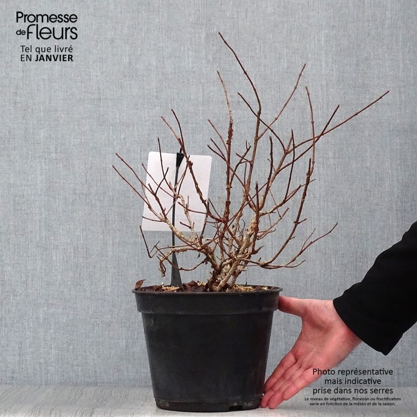 Amostra de Hydrangea paniculata Dentelle de Gorron - Hortensia paniculé Vaso de 3 L/4 L tal como entregue no inverno