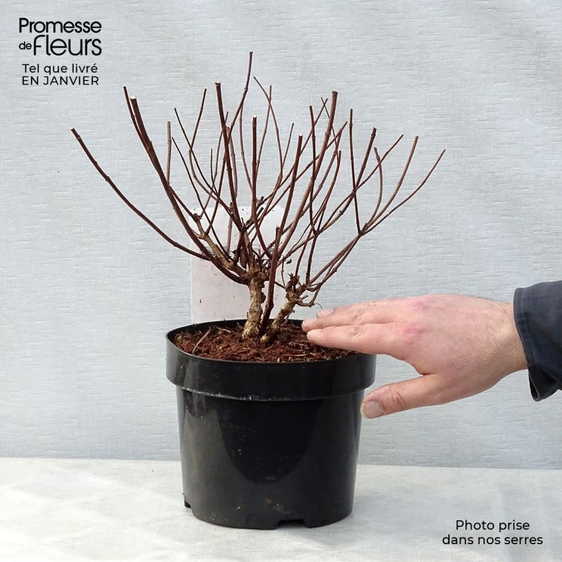 Amostra de Hydrangea paniculata Diamant Rouge - Hortensia paniculé Vaso de 2 L/3 L tal como entregue no inverno