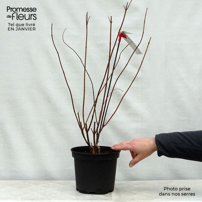 Amostra de Hydrangea paniculata Diamantino - Hortensia paniculé Vaso de 3 L/4 L tal como entregue no inverno