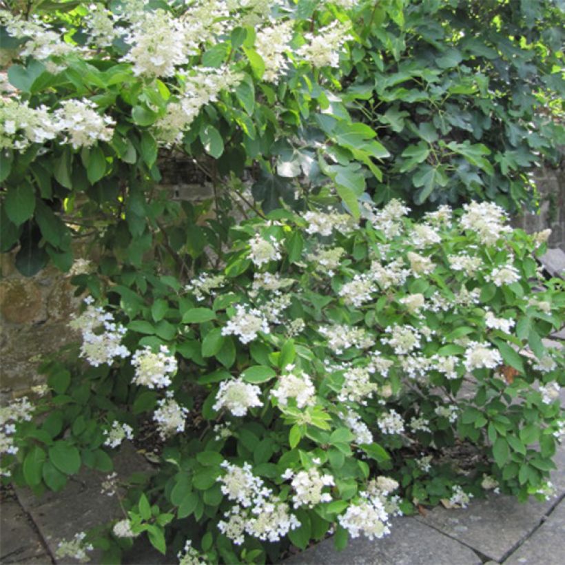 Hortênsia paniculata Grandiflora (Hábito)