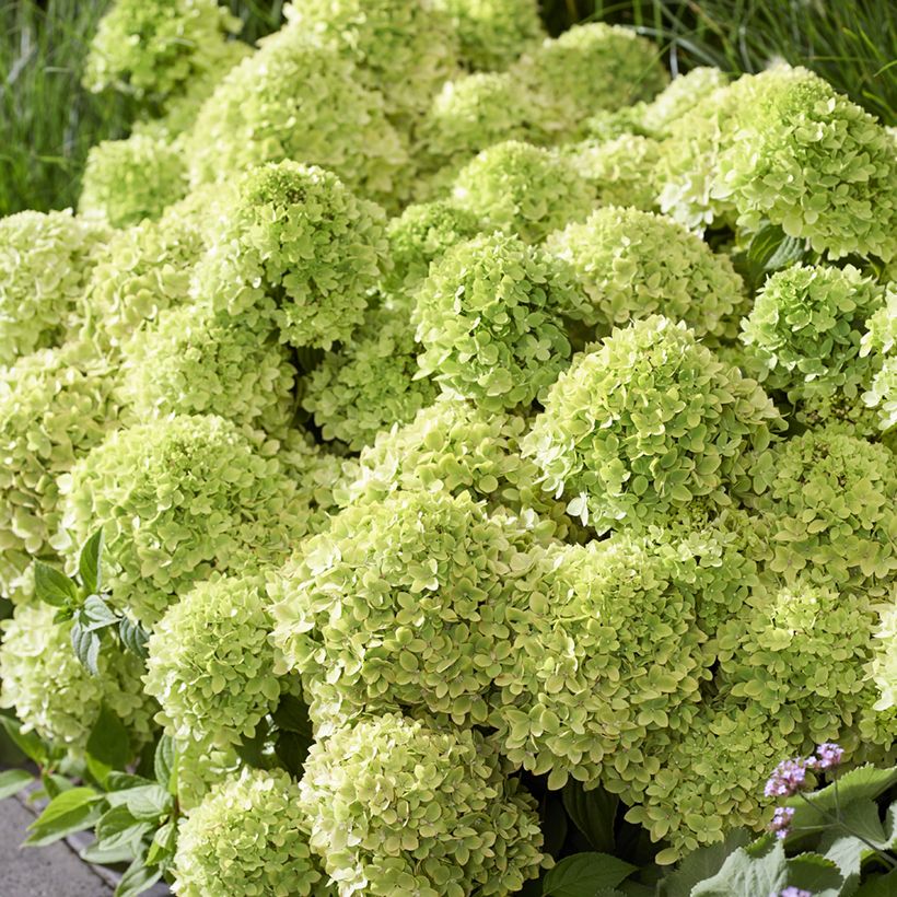Hortênsia paniculata Anã Groundbreaker Greeny (Floração)