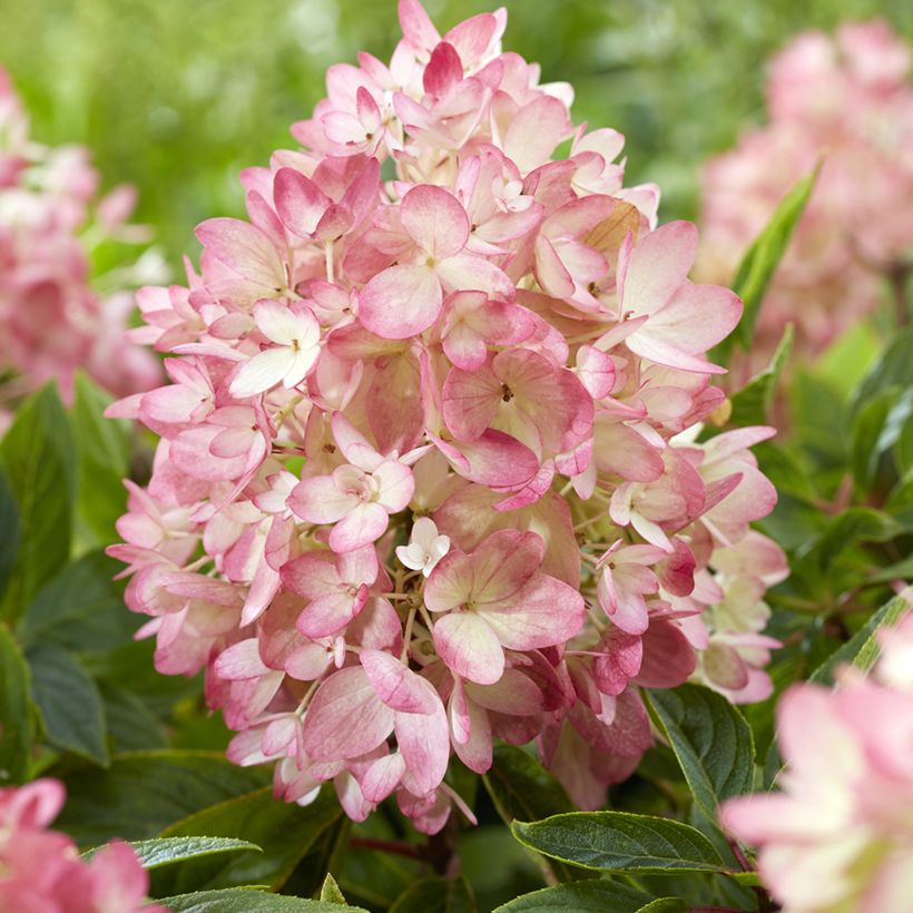 Hortênsia paniculata Anã Groundbreaker Blush (Floração)