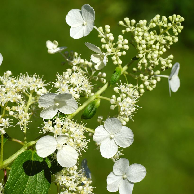 Hortênsia paniculata Kyushu (Floração)