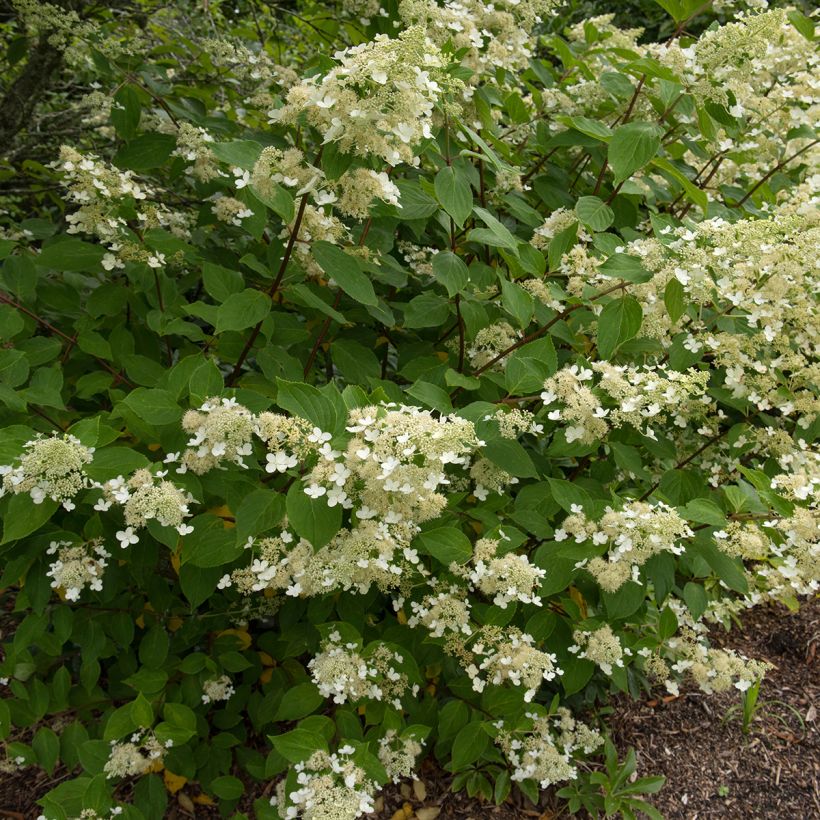 Hortênsia paniculata Kyushu (Hábito)