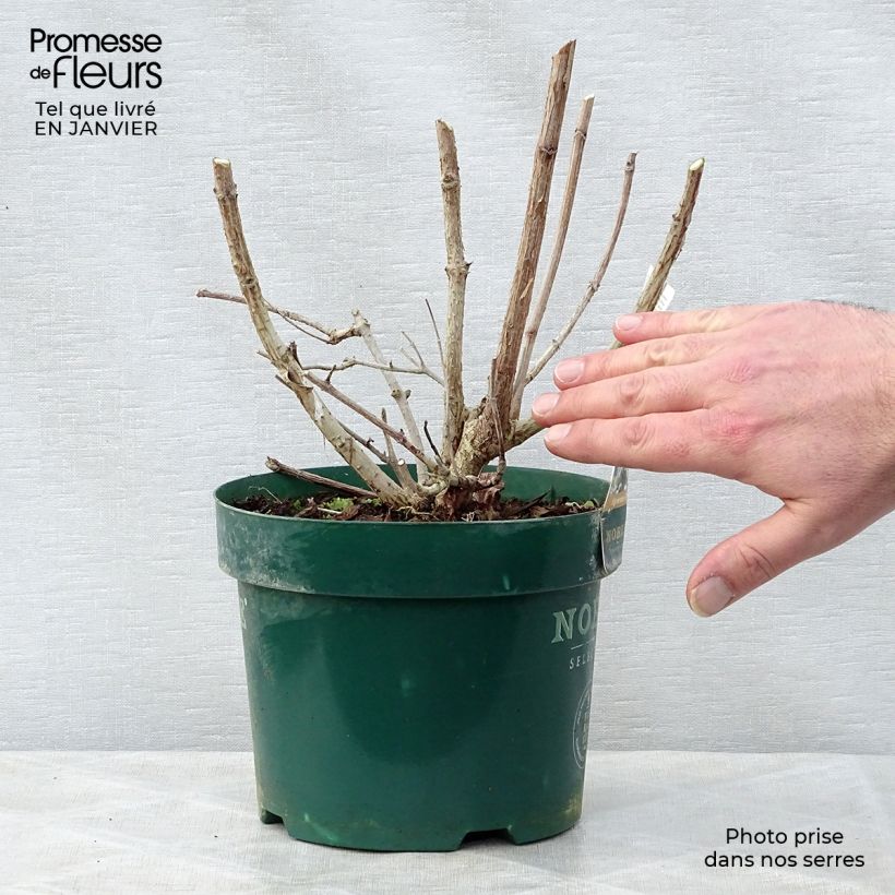 Amostra de Hydrangea paniculata Levana - Hortensia paniculé Vaso de 3 L/4 L tal como entregue no inverno