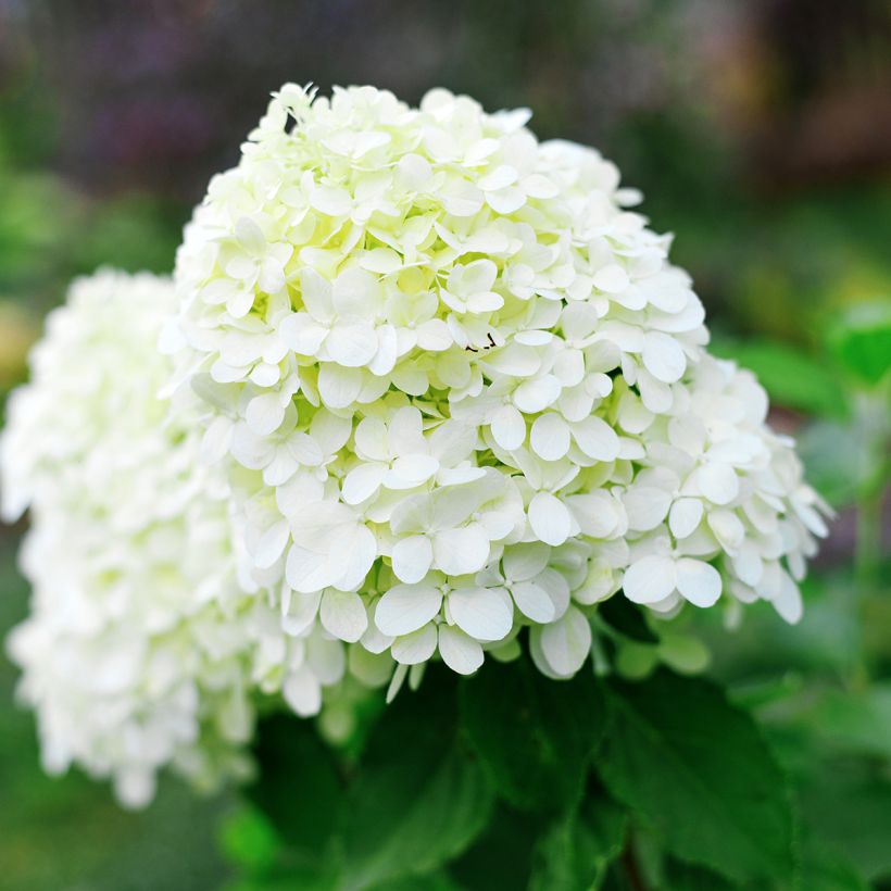 Hortênsia paniculata Little Spooky (Floração)