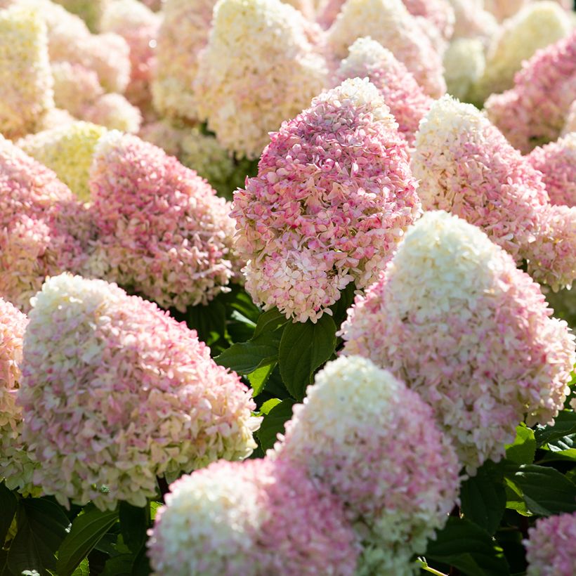 Hortênsia paniculata Living Candy Love (Floração)