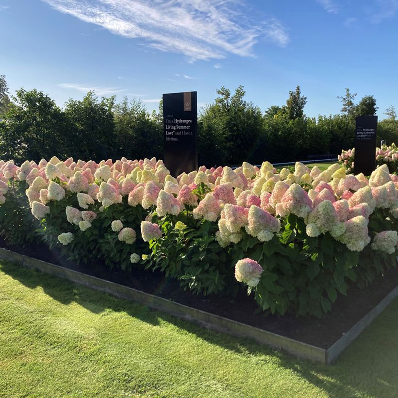 Hortênsia paniculata Living Candy Love (Hábito)