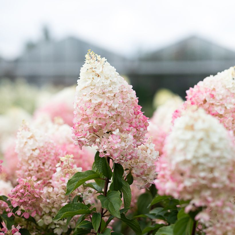 Hortênsia paniculata Living Strawberry Blossom (Floração)