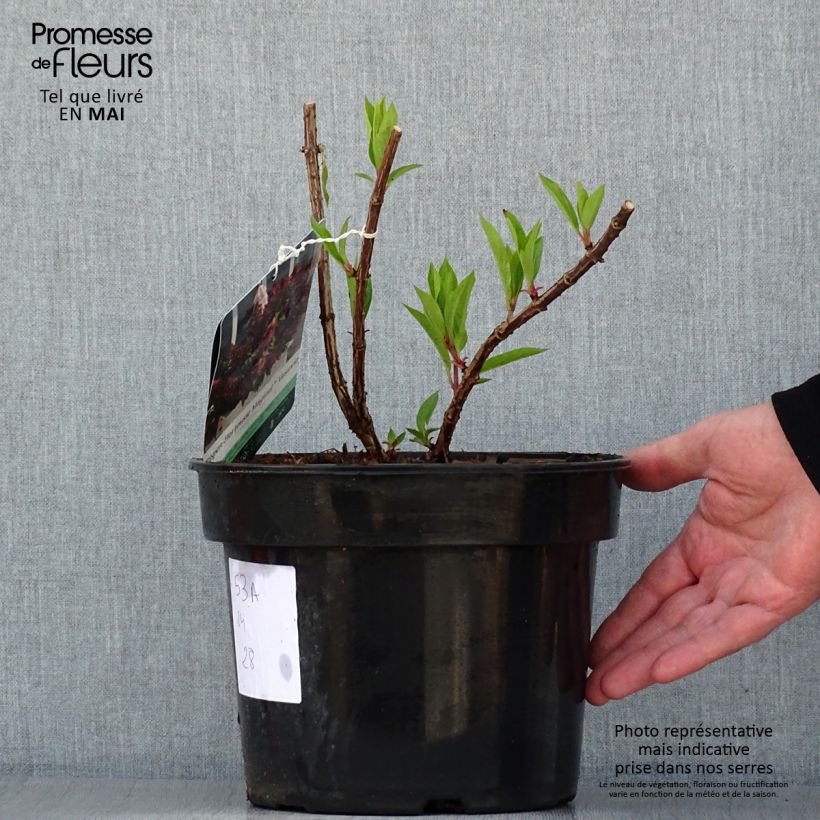 Amostra de Hortênsia paniculata Magical Vesuvio Vaso de 4 L/5 L tal como entregue na primavera