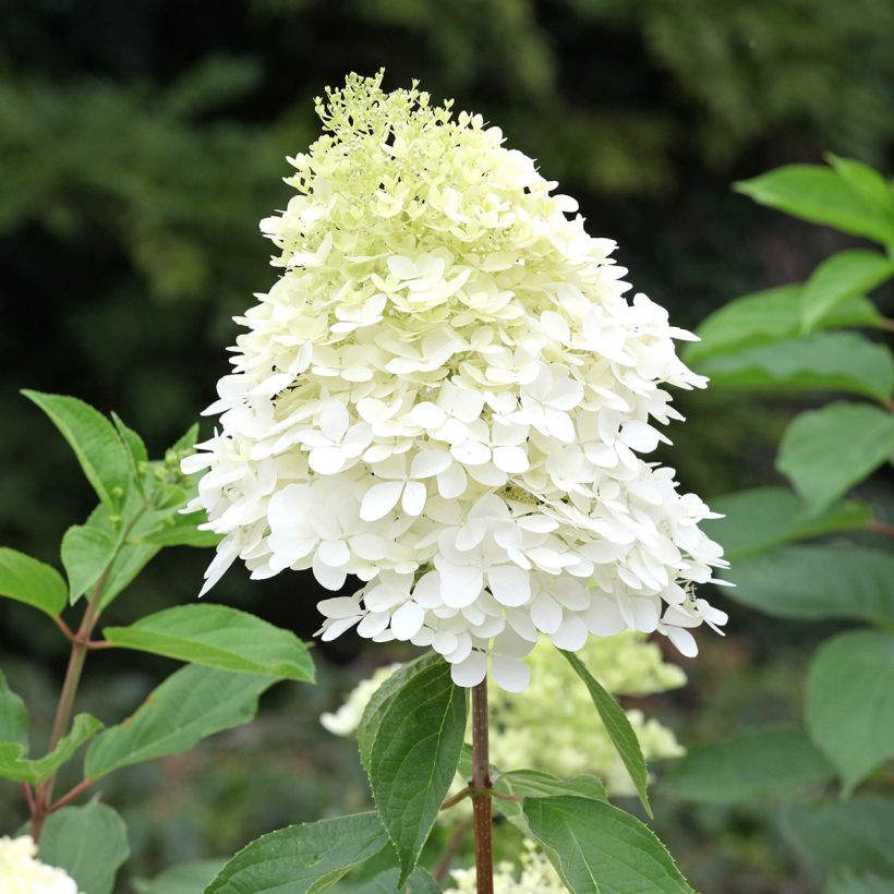 Hortênsia paniculata Phantom (Floração)
