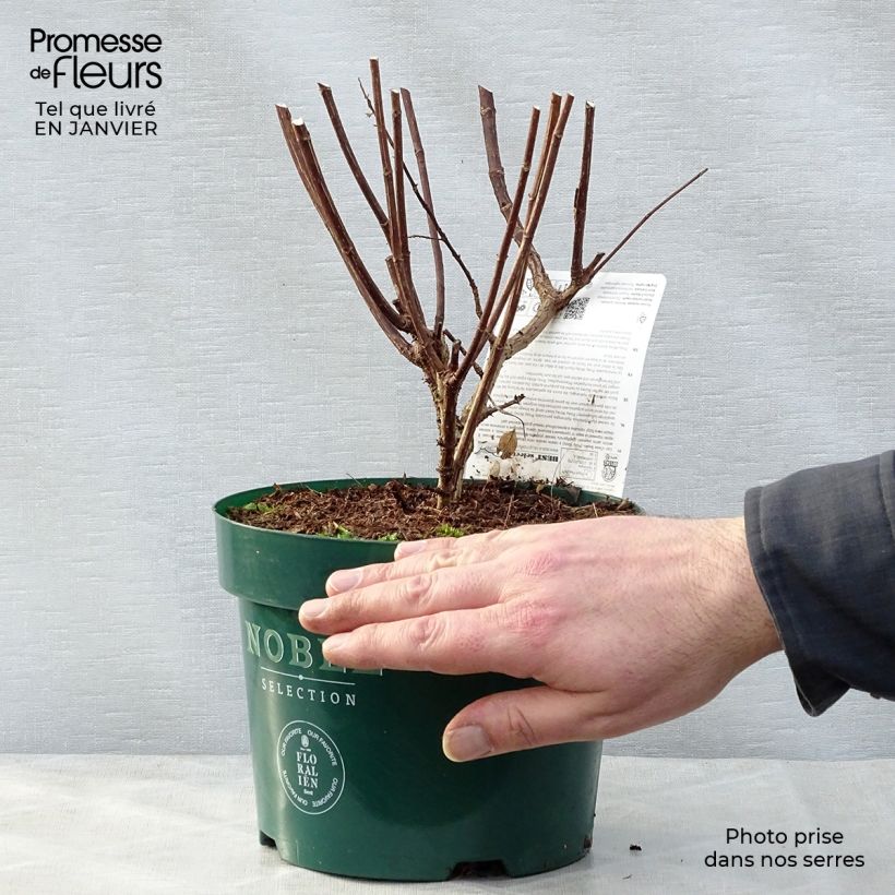 Amostra de Hortênsia paniculata Pinky Winky Vaso de 3 L/4 L tal como entregue no inverno