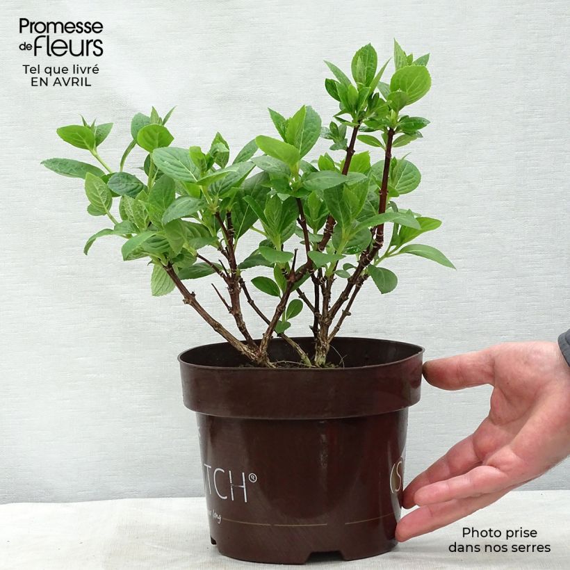 Amostra de Hortênsia paniculata Polestar Vaso de 1,5 L/2 L tal como entregue na primavera