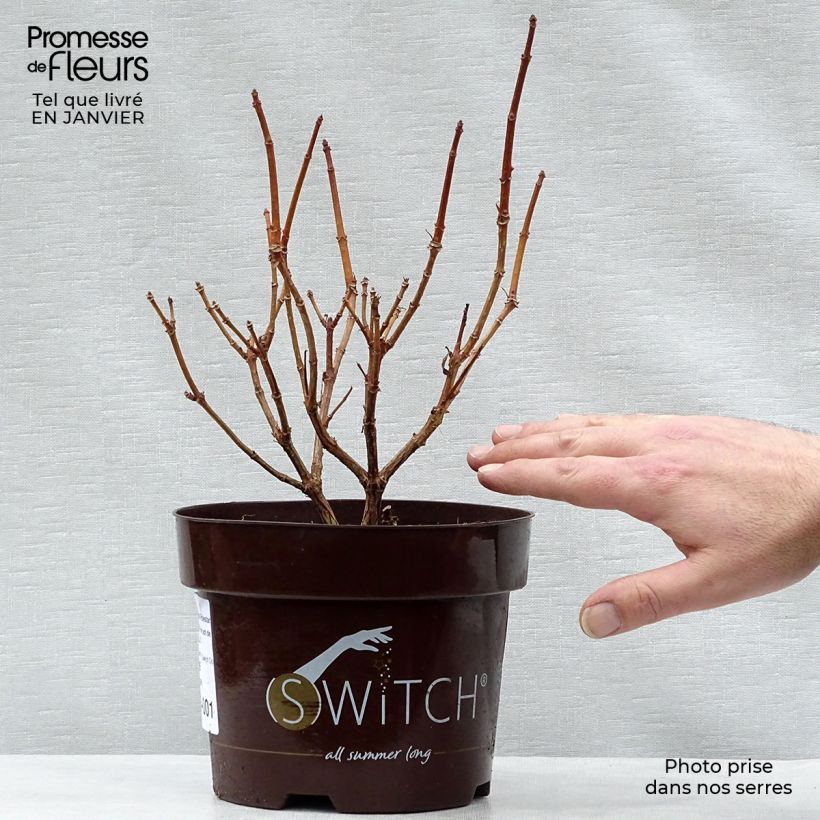 Amostra de Hydrangea paniculata Polestar - Hortensia paniculé Vaso de 1,5 L/2 L tal como entregue no inverno