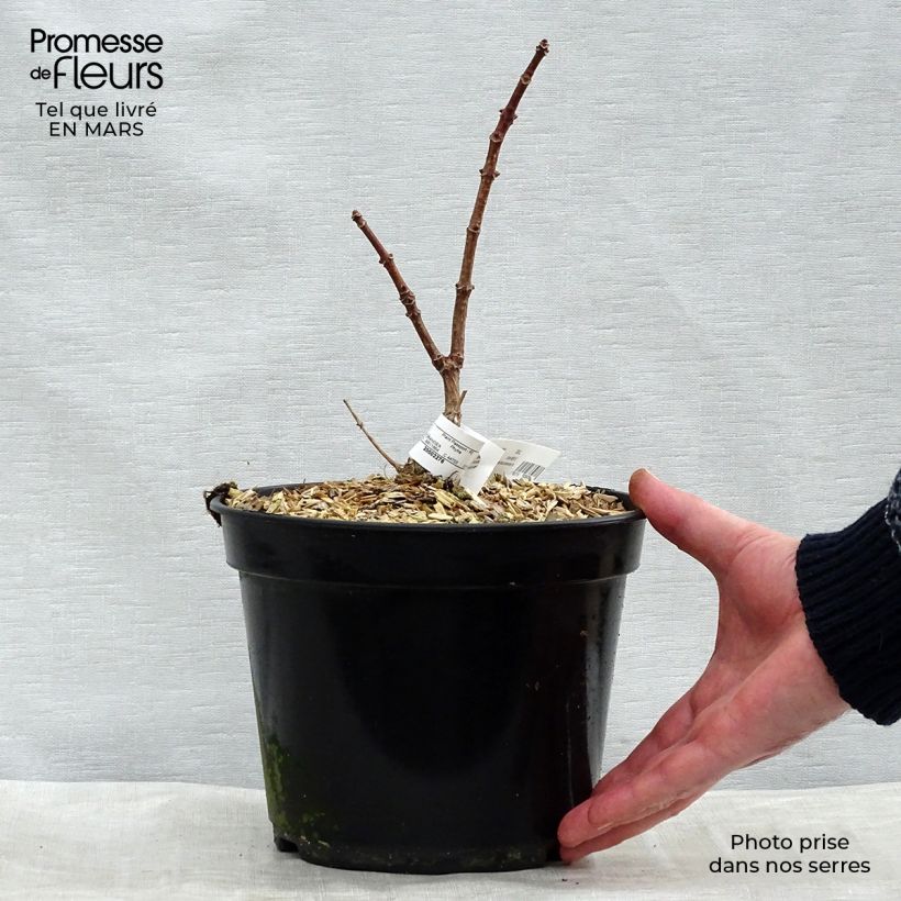 Amostra de Hydrangea paniculata Polestar - Hortensia paniculé Vaso de 3 L/4 L tal como entregue no inverno