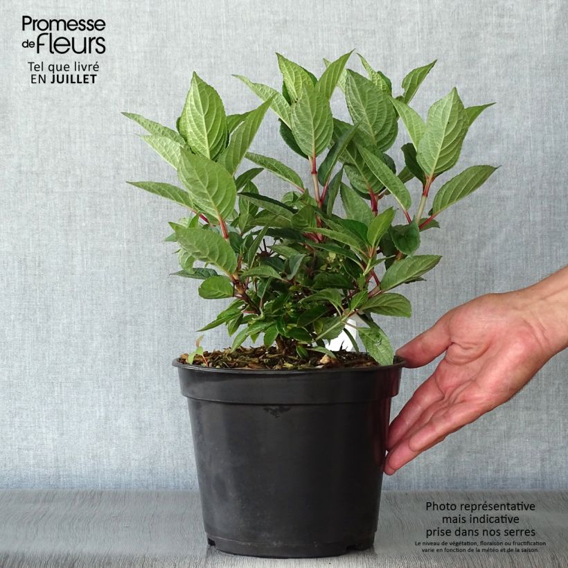 Amostra de Hortênsia paniculata Polestar Vaso de 3 L/4 L tal como entregue no verão