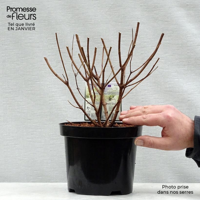 Amostra de Hortênsia paniculata Skyfall Vaso de 3 L/4 L tal como entregue no inverno