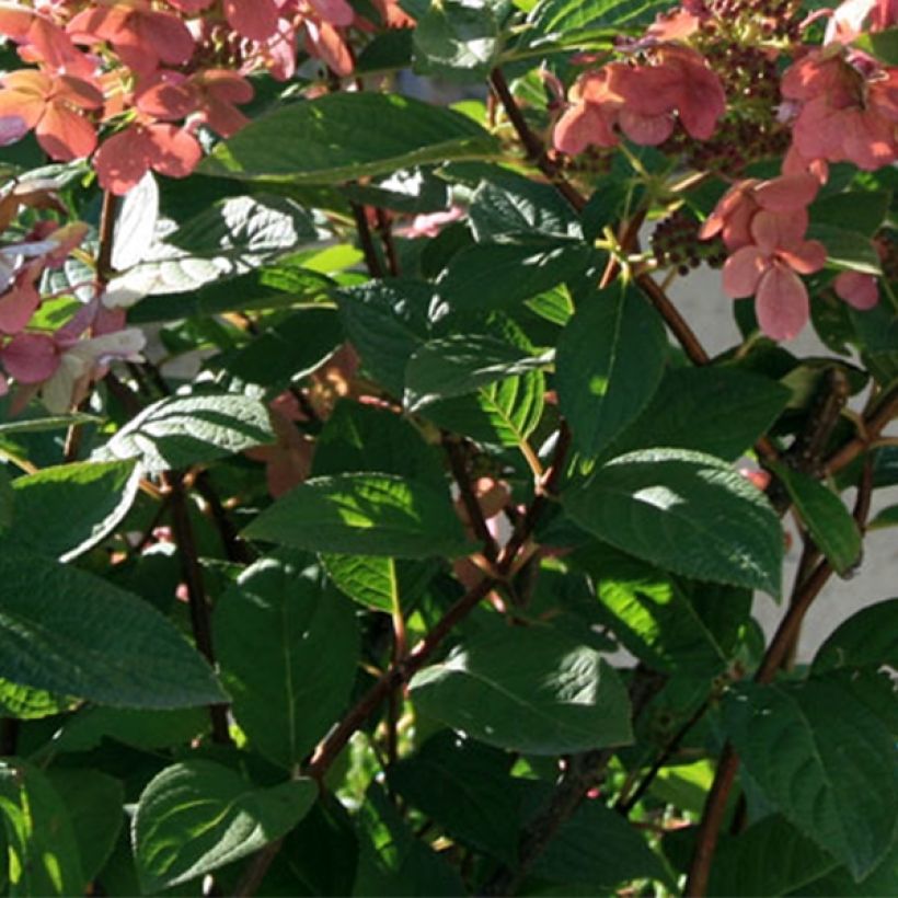 Hortênsia paniculata Sparkling (Folhagem)