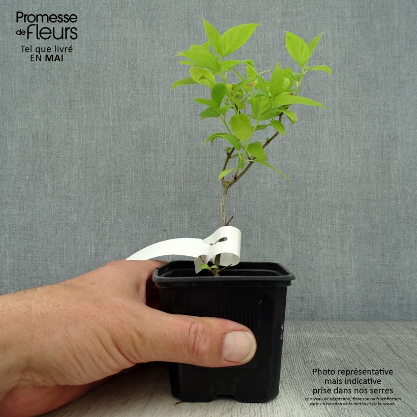 Amostra de Hortênsia paniculata Sunlight Vaso de 8/9 cm tal como entregue na primavera