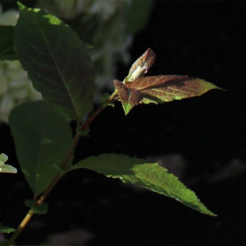 Hortênsia paniculata White Light (Folhagem)