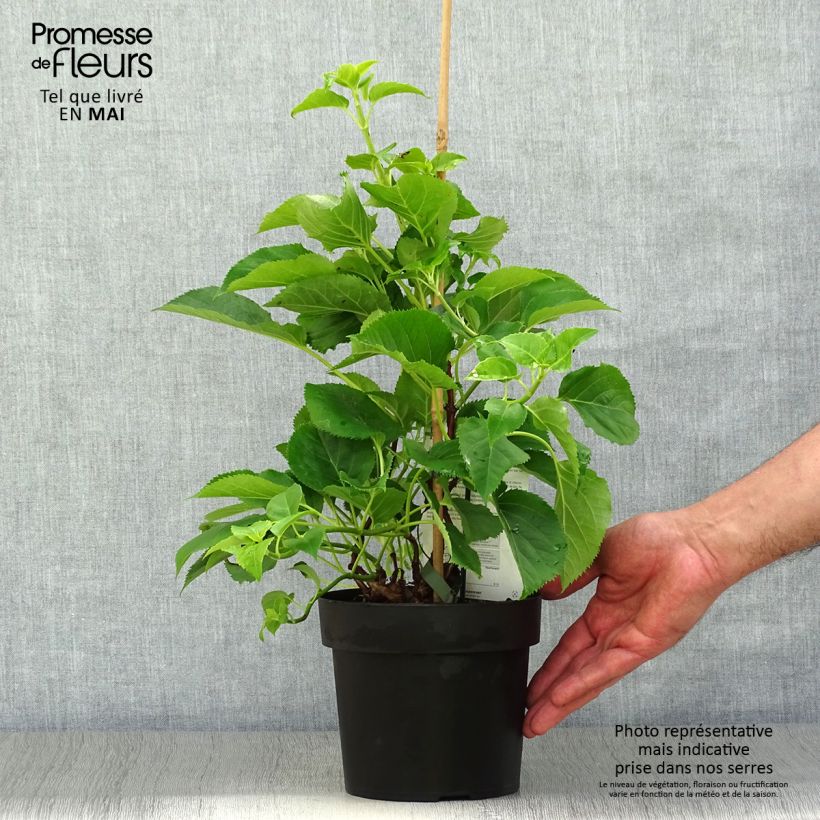 Amostra de Hortênsia trepadeira anomala sp petiolaris Flying Saucer Vaso de 2 L/3 L tal como entregue na primavera