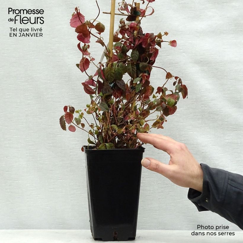 Amostra de Hortensia grimpant - Hydrangea petiolaris Winter Surprise Vaso de 2 L/3 L tal como entregue no inverno