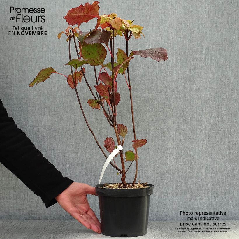 Amostra de Hortênsia quercifolia Alice Vaso de 2 L/3 L tal como entregue no outono